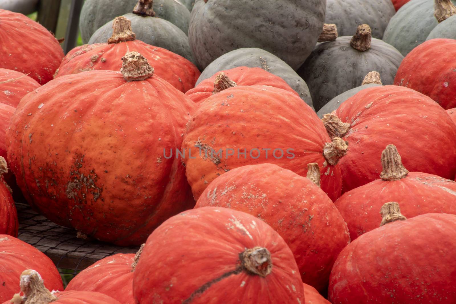 Green and orange market pumpkins with texture and stems. by marysalen