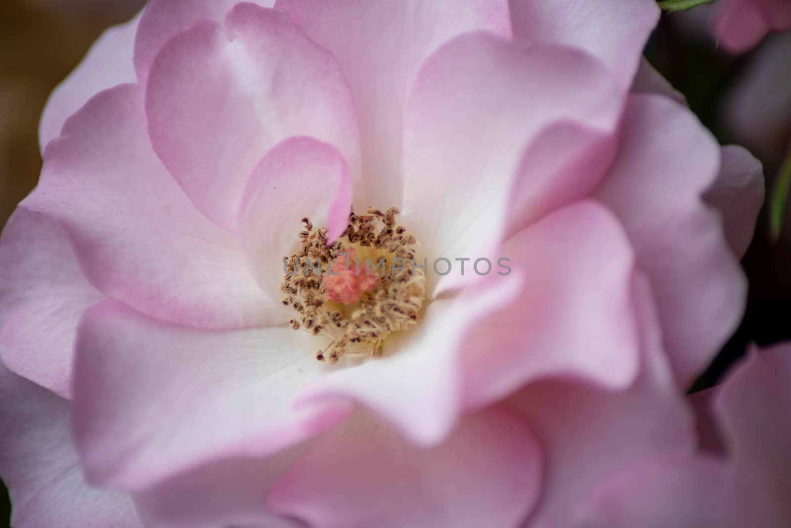 Macro close up of an open rose, selective focus draws the eye. by marysalen