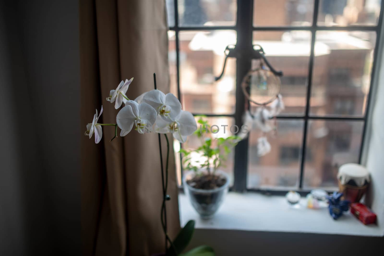 Potted white orchids are big and beautiful in apartment window overlooking the city. Defocused background with copy space.