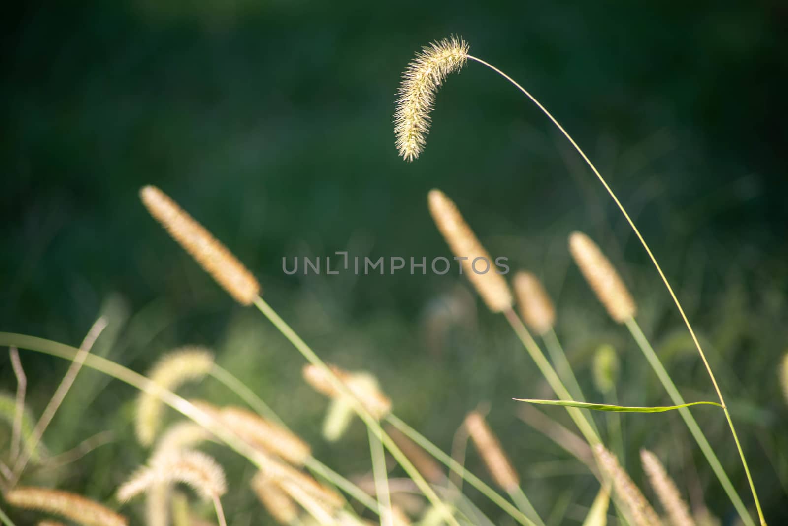 Full frame image of a swooping cattail, soft and gentle in the foreground. Selective focus with tranquil green bokeh background and copy space.