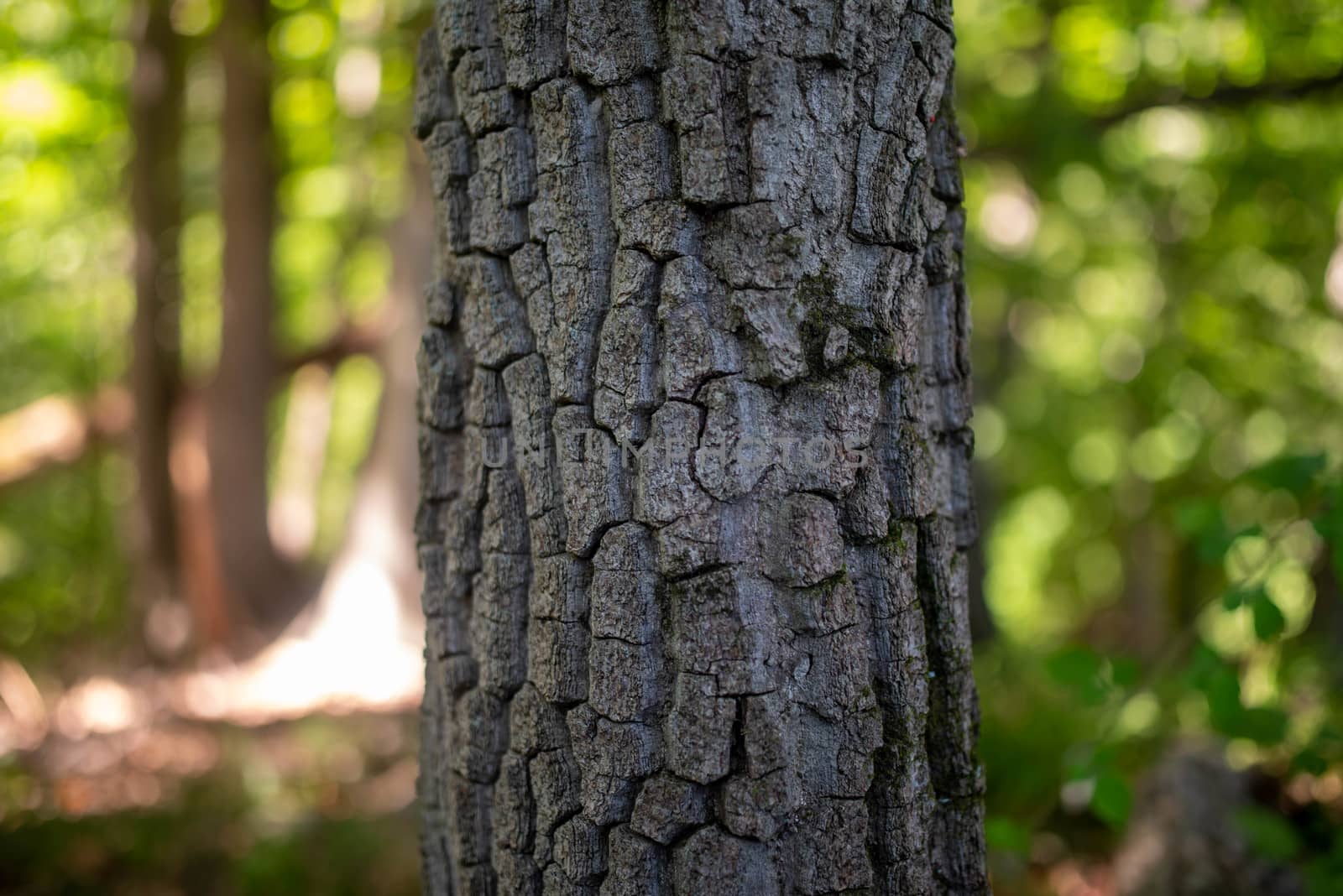 Full frame woodland scene with green defocused background and close up of rough tree trunk with textured bark. Natural dappled light withe copy space.