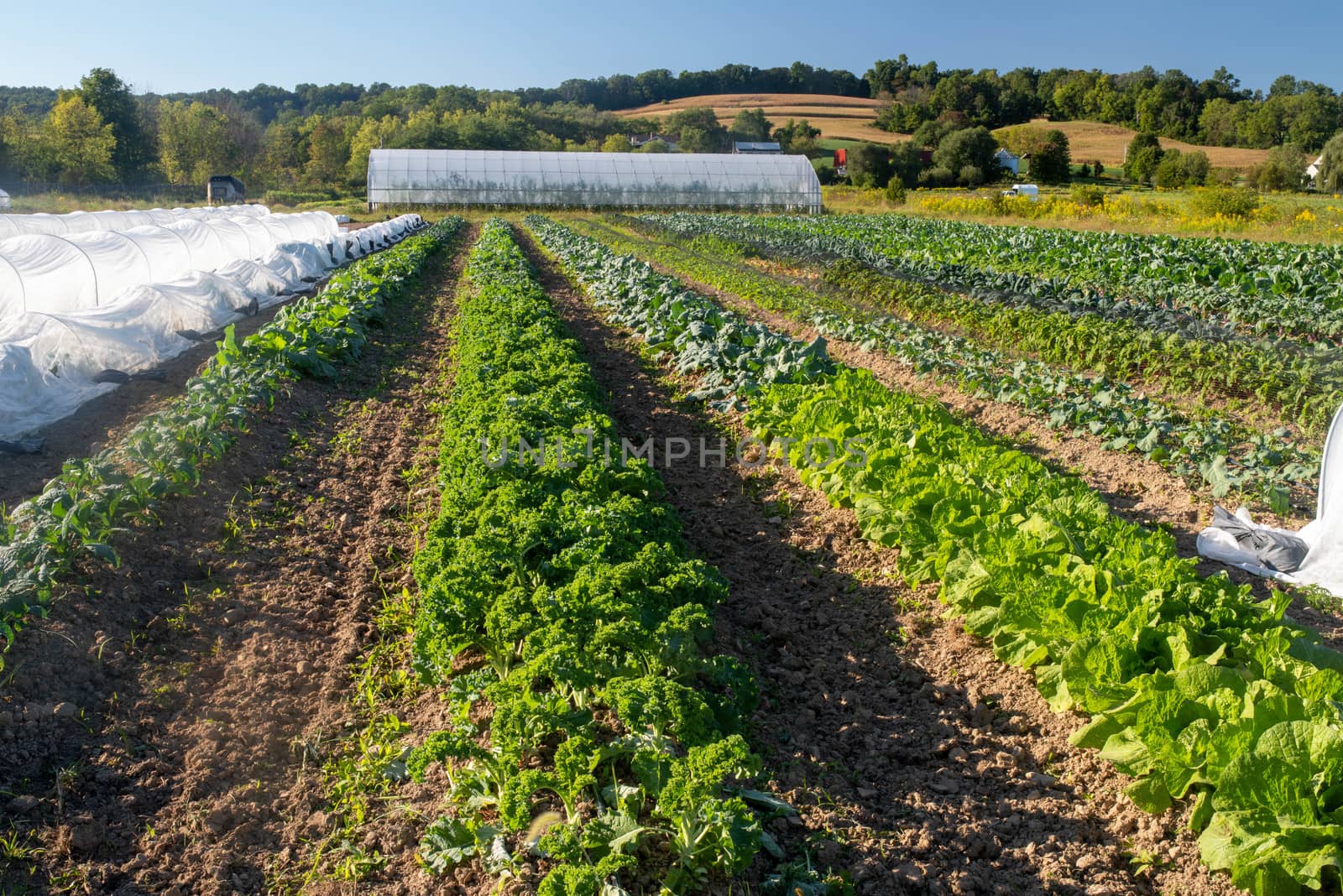 Long green rows of healthy food extend to a greenhouse and rolling hills in the background. Natural golden hour sunlight.