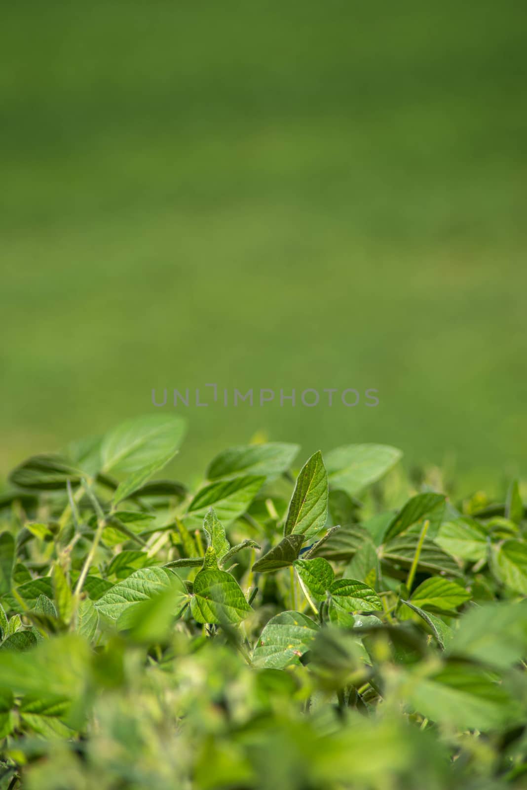 Close up macro of Soybean leaves with vast defocused field behind. Serene green background in natural light with copy space.