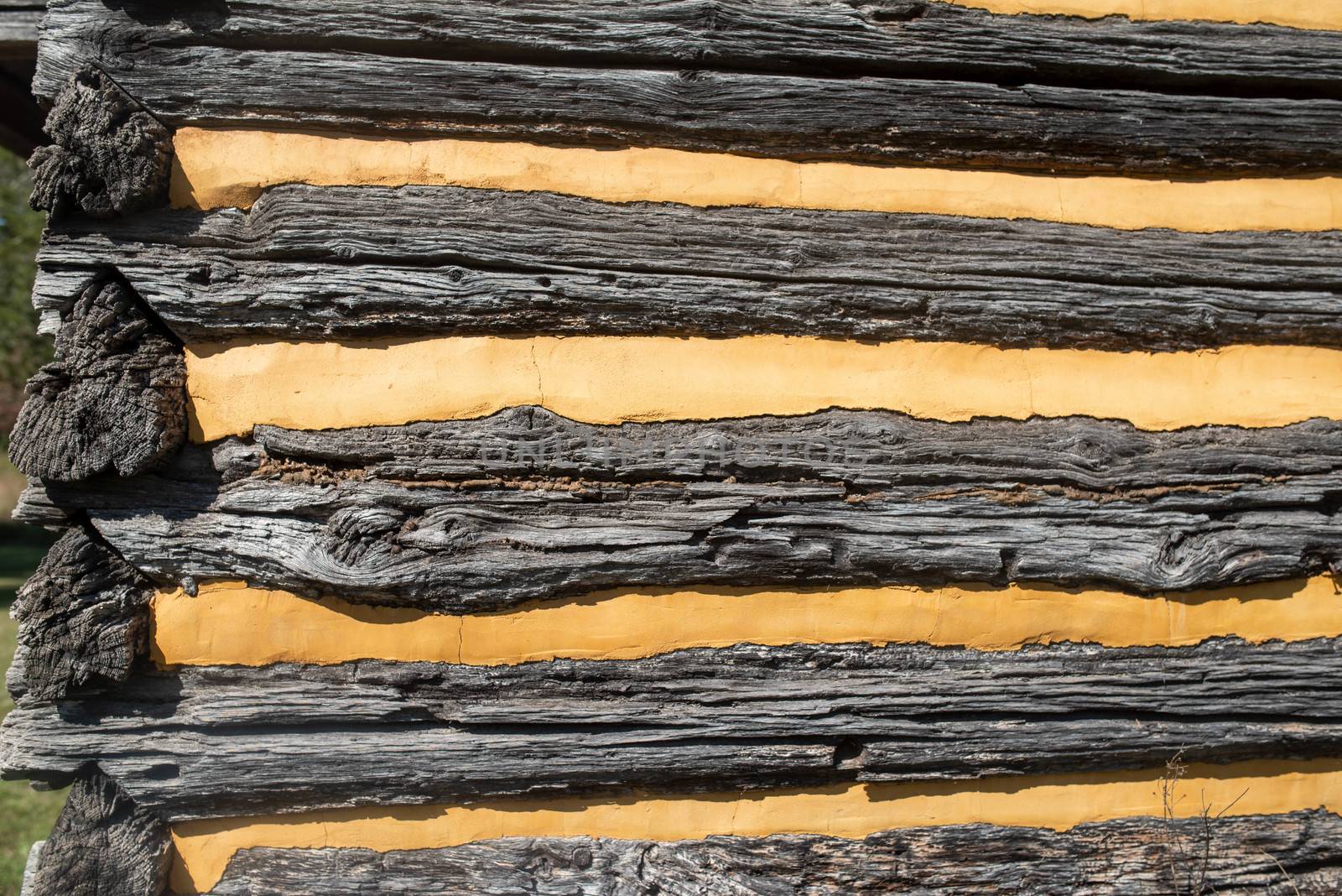 Log cabin at the historic Daniel Boone Homestead in Pennsylvania, built in 1730. Full frame image in natural sunlight shows texture in ancient logs and smooth golden yellow plaster chinking.