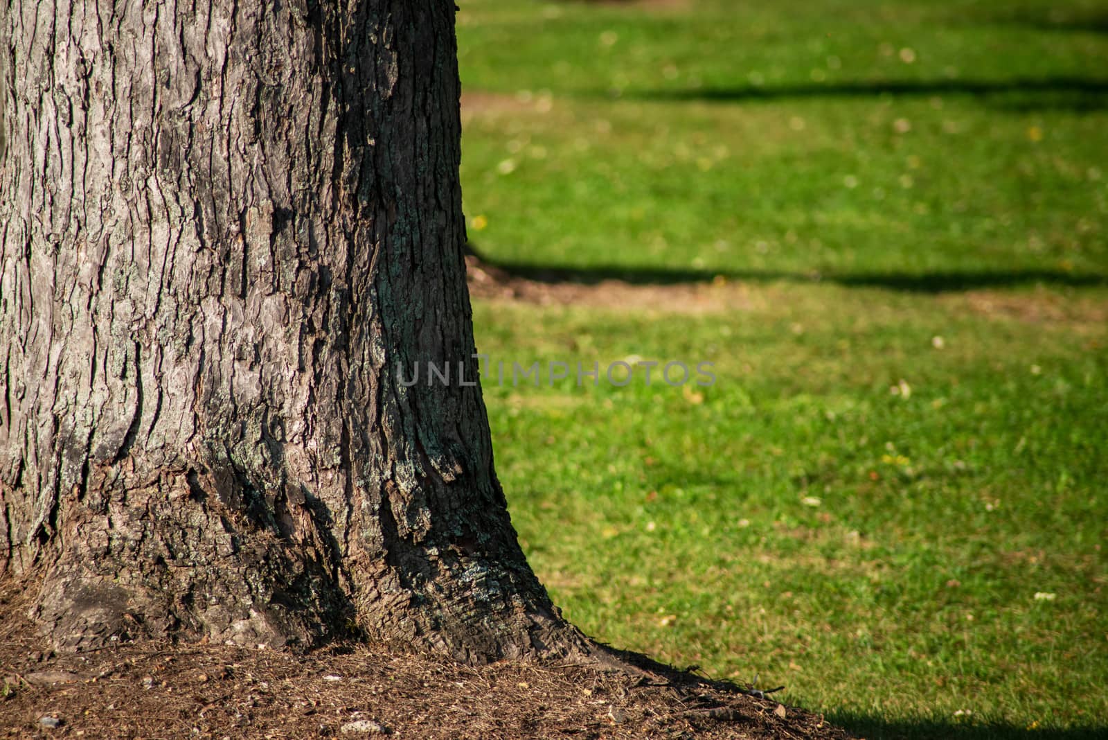 Full frame image of rough-textured tree bark on a heft trunk with defocused green grass background.