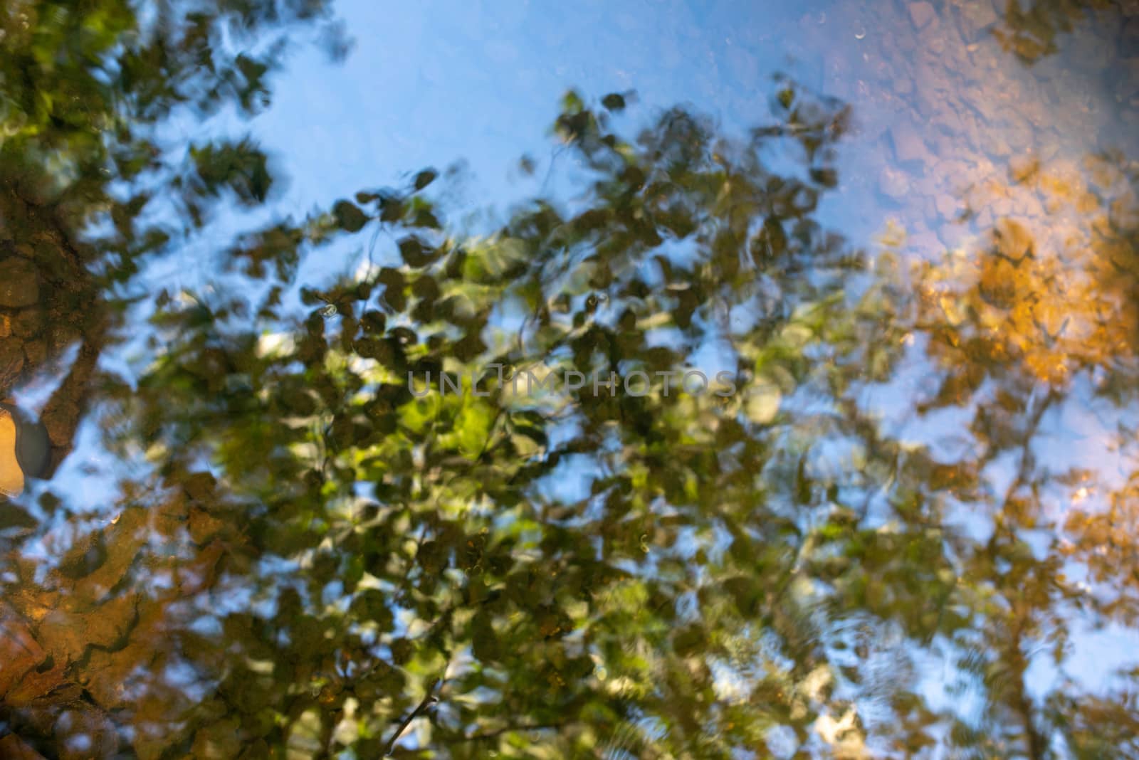 Beautiful surreal treetops reflected in still tranquil stream by marysalen