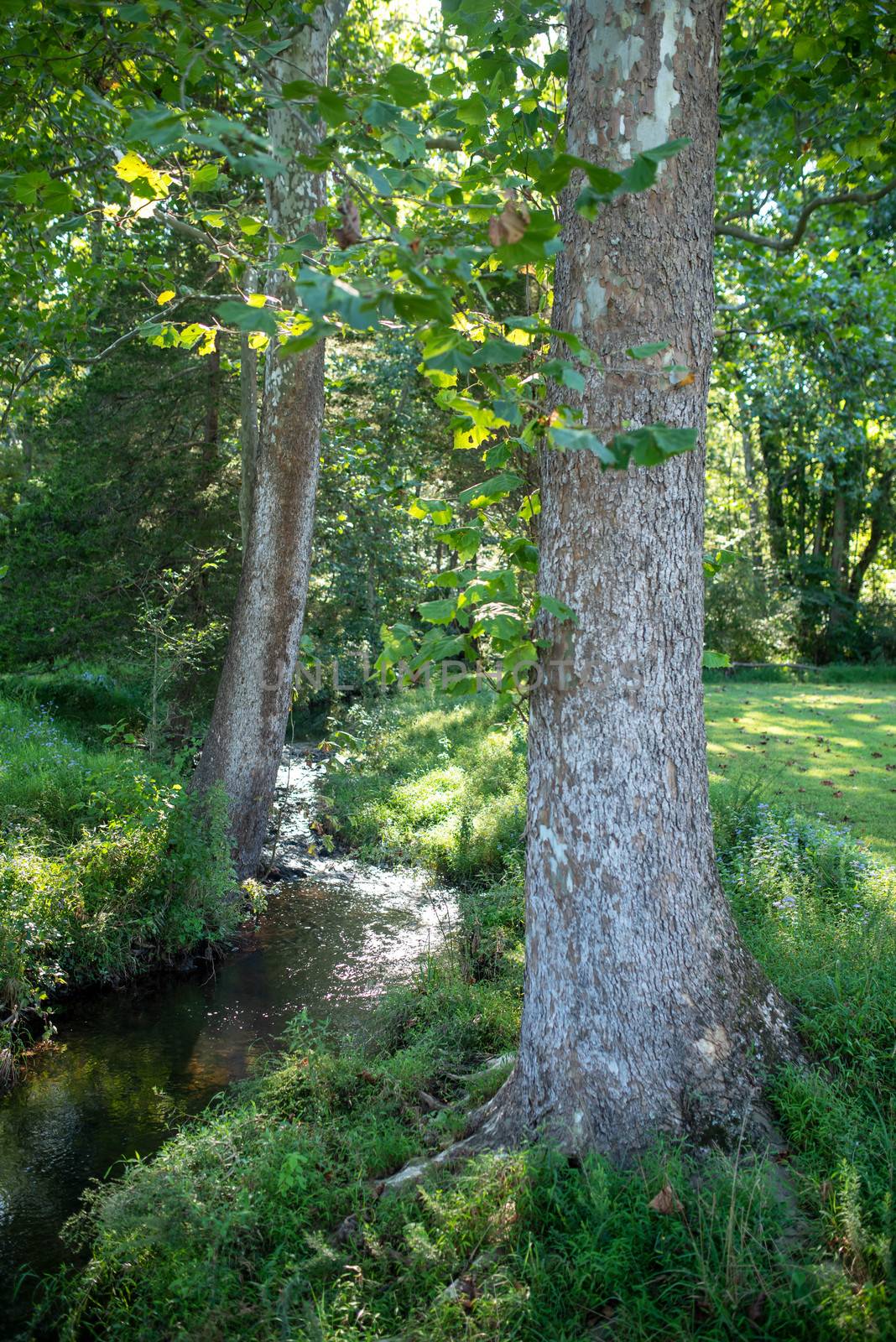 full frame image of two tall trees by the banks of a gentel stream. Golden hour sunlight shimmers on the water.