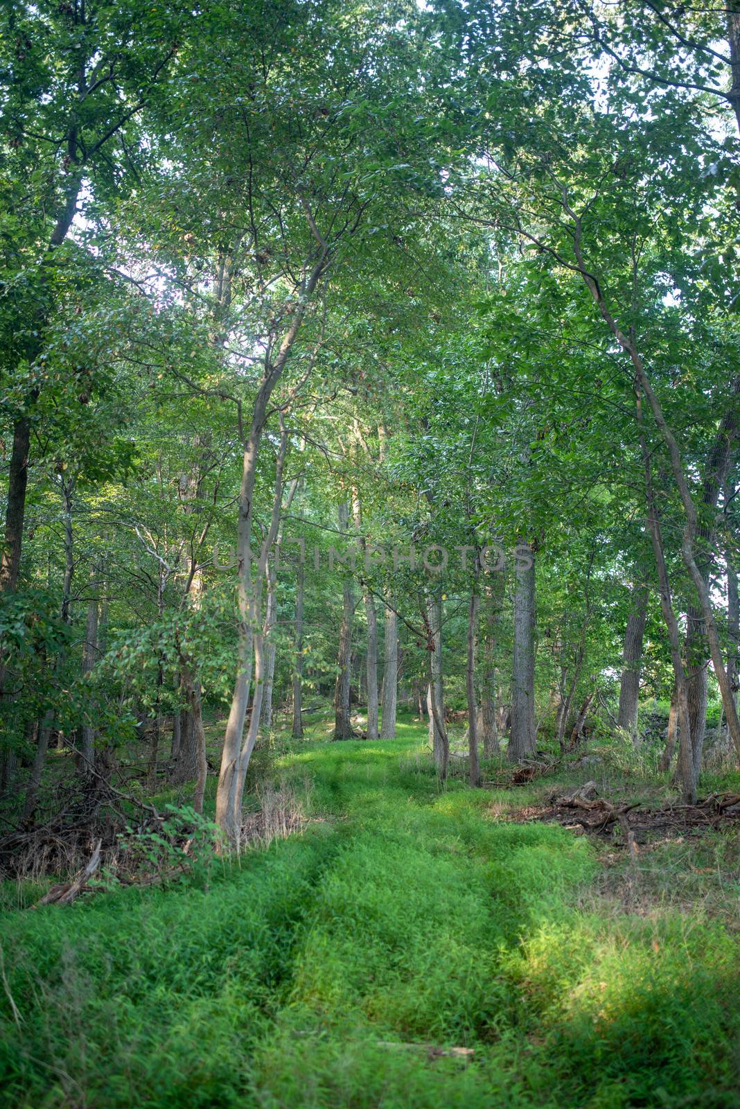 Full frame image of a gentle serene path through green woodland. Soft texture and dappled sunlight with copy space.