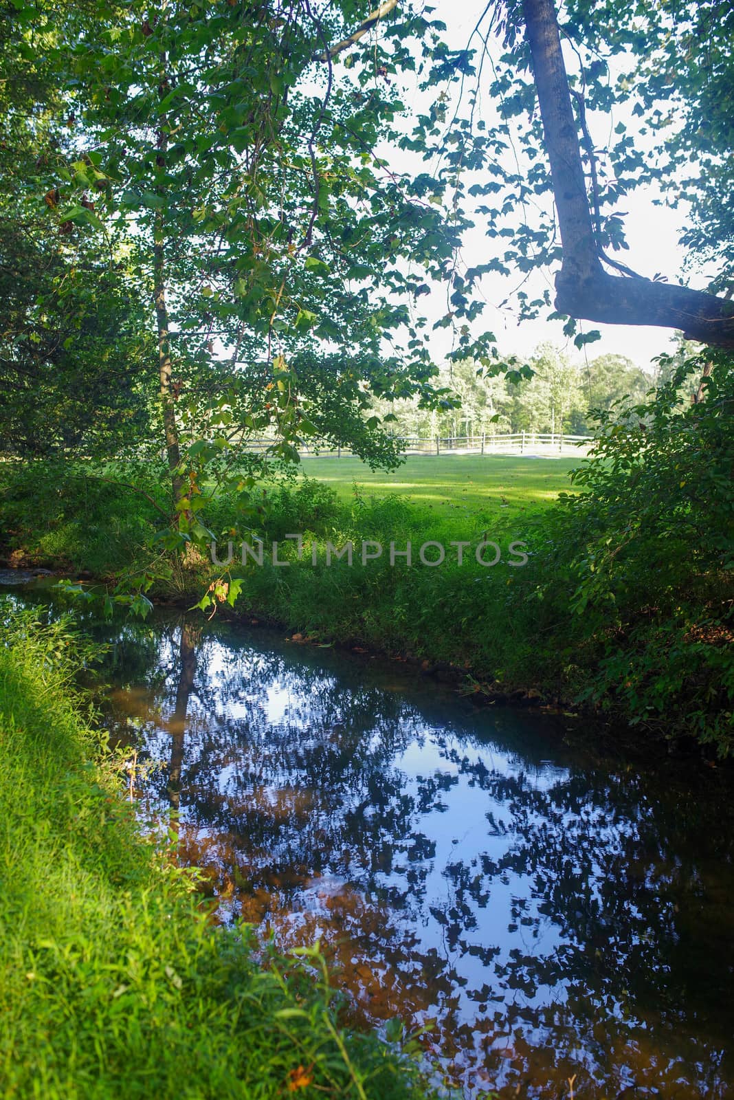 A gentle stream flows through trees and soft green grass, reflecting trees and flowers in this full frame, tranquil image with copy space.
