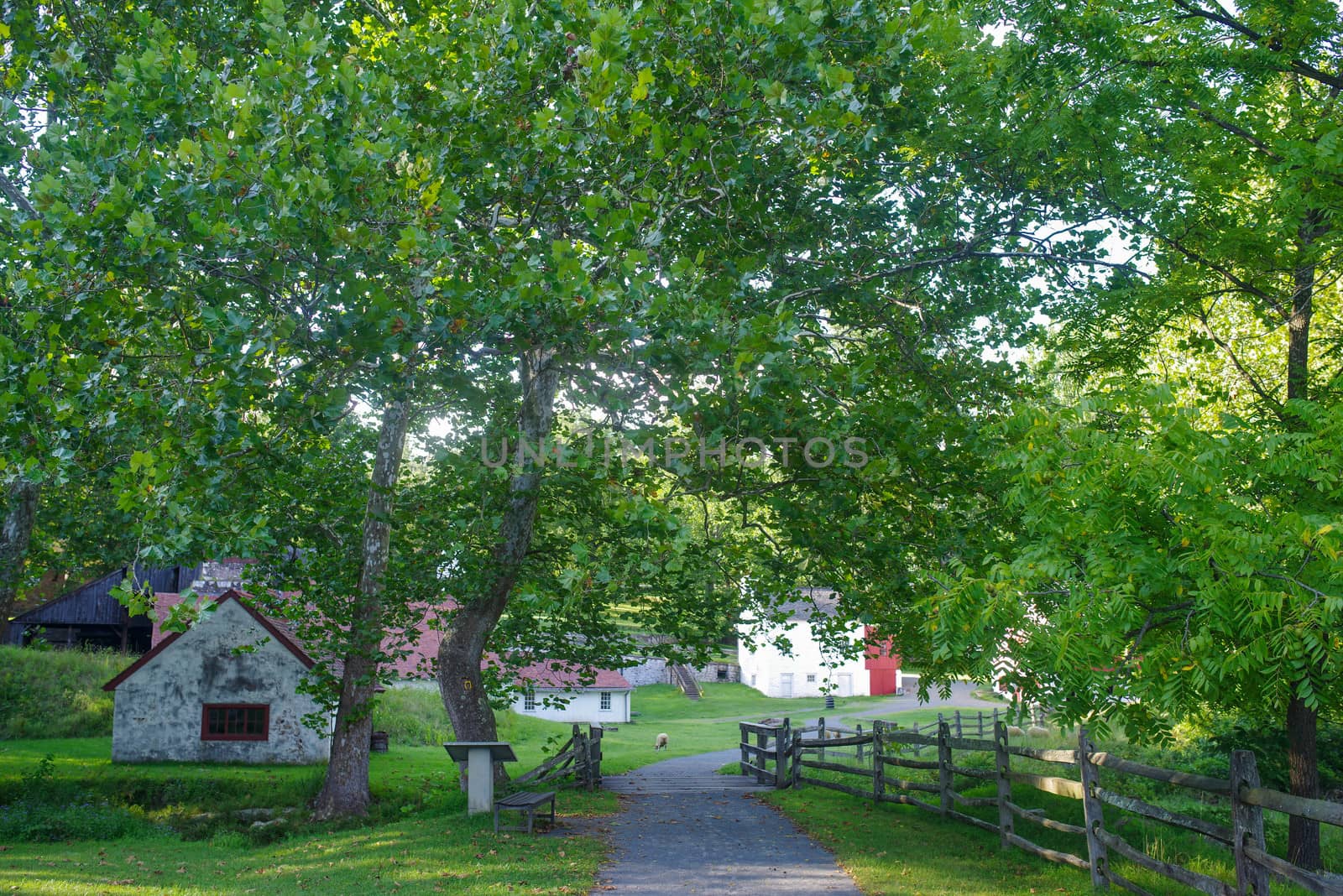 A sheep grazes in a picturesque setting of Hopewell Furnace National Historic Site in Pennsylvania.