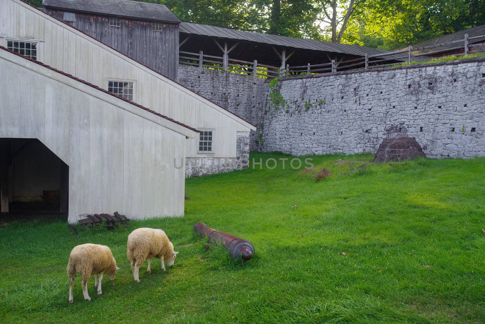 Sheep grazing around a cannon at the Hopewell Furnace National Historic Site in Pennsylvania. Stone wall and whitewashed wood buildings.