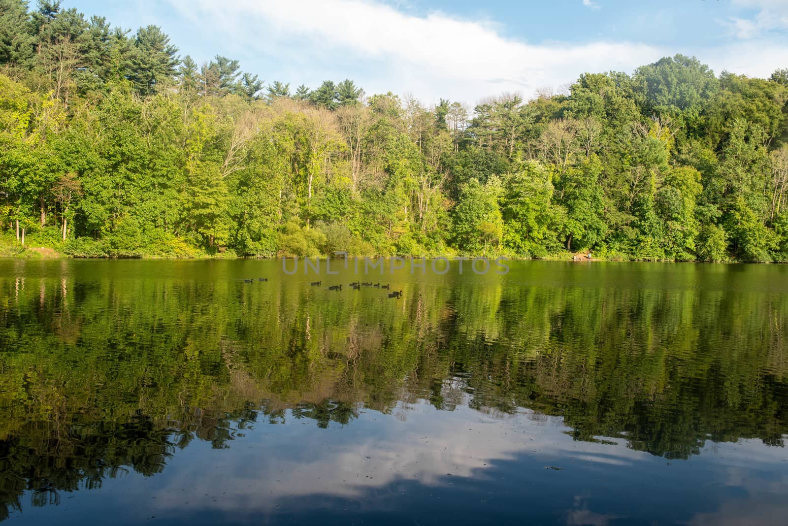 Family of ducks paddle across forest lake reflection  by marysalen