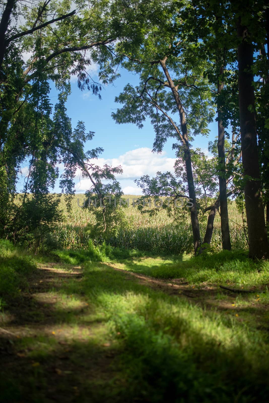 Idyllic forest path opens onto corn field by marysalen