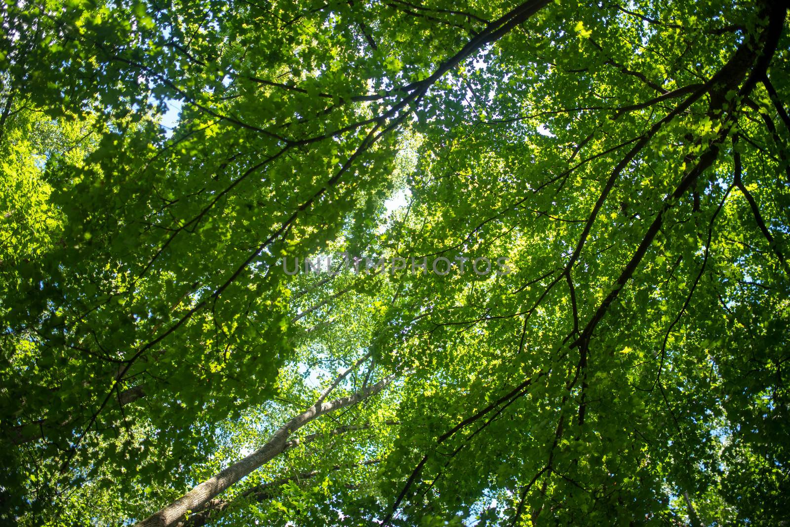 Blue sky peeks through the various shades of green. Beautiful lines and patterns. Full frame in natural sunlight with copy space.