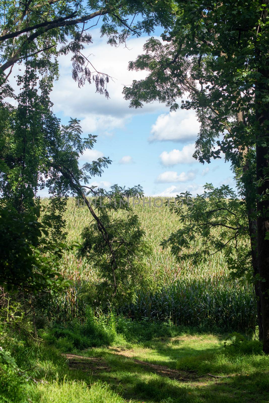 Soft white clouds line the blue sky over a corn field just beyond the forest opening. Full frame in natural light with copy space. Beautiful scenic landscape.