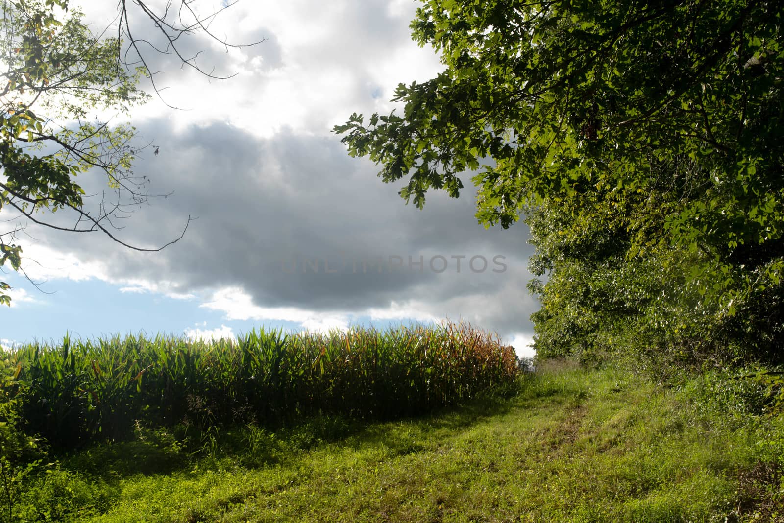 Idyllic rural landscape is overtaken by dark clouds in this beautiful full frame image in natural light with copy space.
