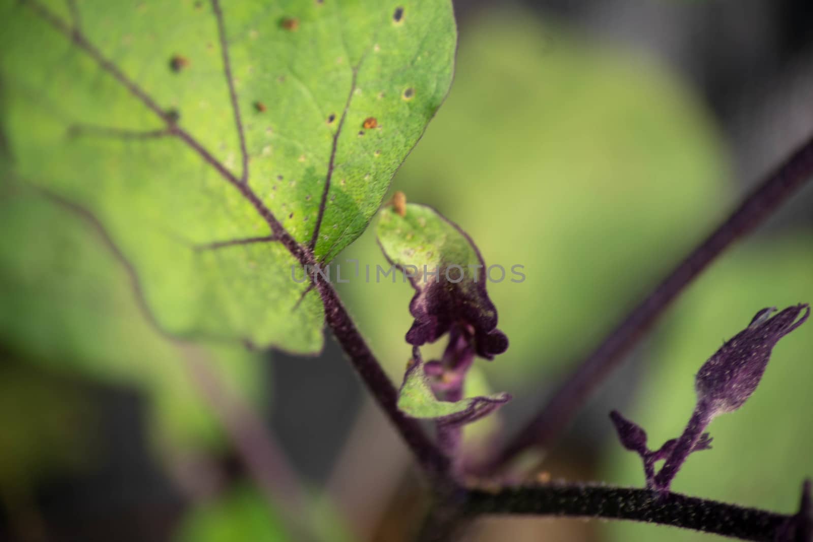 Abstract closee up of a delicate dark purple eggplant bud and veined leaves in a summer greenhouse. Purple veins in plant leaves and soft texture. Macro image shot in natural light with copy space.