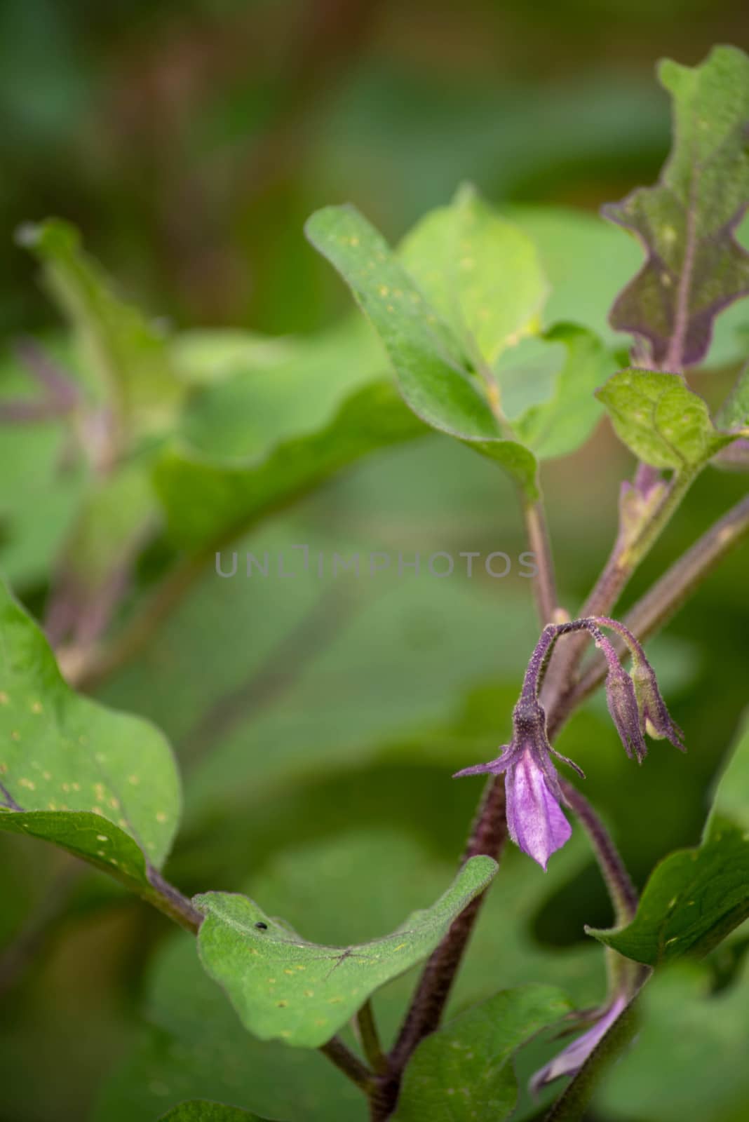 Beautiful image of a greenhouse eggplant flower drooping at the end of the day. Abstract defocused bokeh background in natural light with copy space.