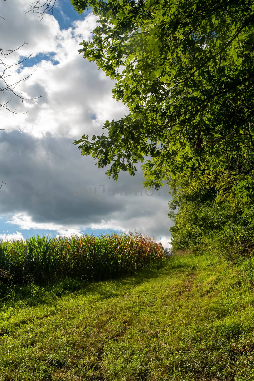 Beautiful vertical image of dark clouds rolling over an idyllic rural landscape. Full frame in natural light with copy space.