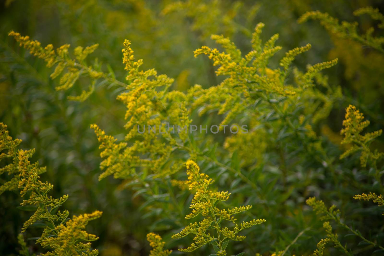 Full frame macro defocused background image of goldenrod flowers reaching for the sunlight.