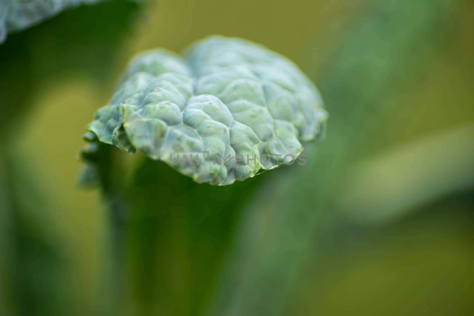 Beautiful abstract image of a textured kale leaf. Macro, green nature background shot in natural golden hour sunlight with defocused bokeh background and copy space.