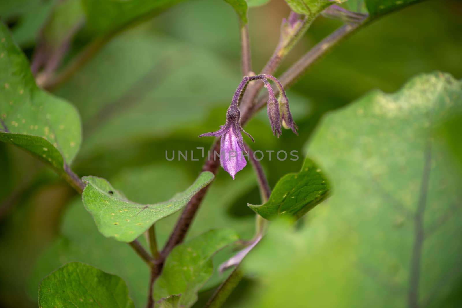 A delicate purple eggplant flower droops in a summer greenhouse. Purple veins in plant leaves and soft testure. Macro image shot in natural light with copy space.