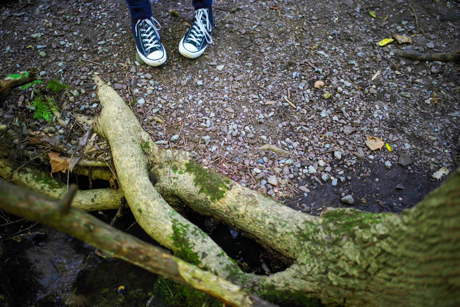 Feet with sneakers have uneasy stance in front of tree with moss blocking the hiking trail.ul stonnen