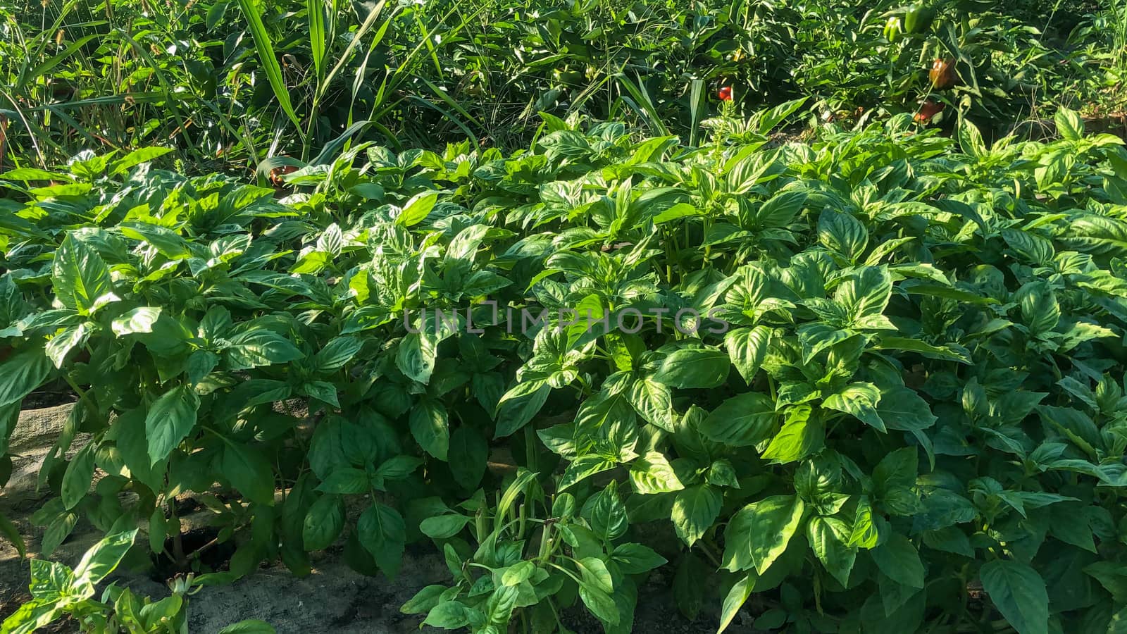 Fresh basil herb in natural greenhouse sunlight. by marysalen