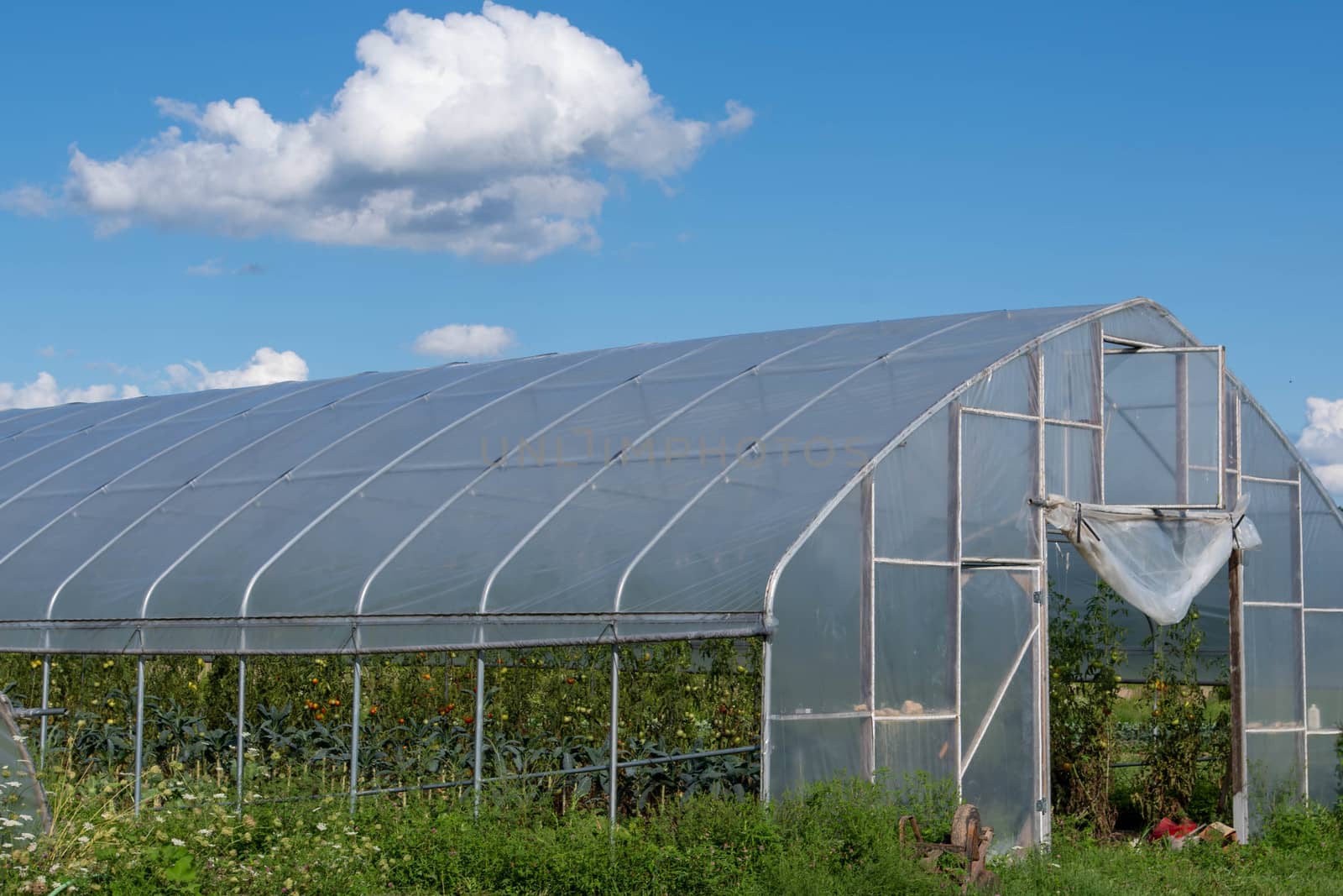 Side view of a greenhouse in a grassy field under a big blue sky with one cloud vegetables visible in interior.