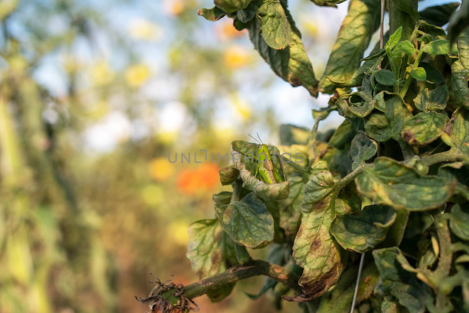 Abstract close up of a grasshopper nestled in  a greenhouse toma by marysalen