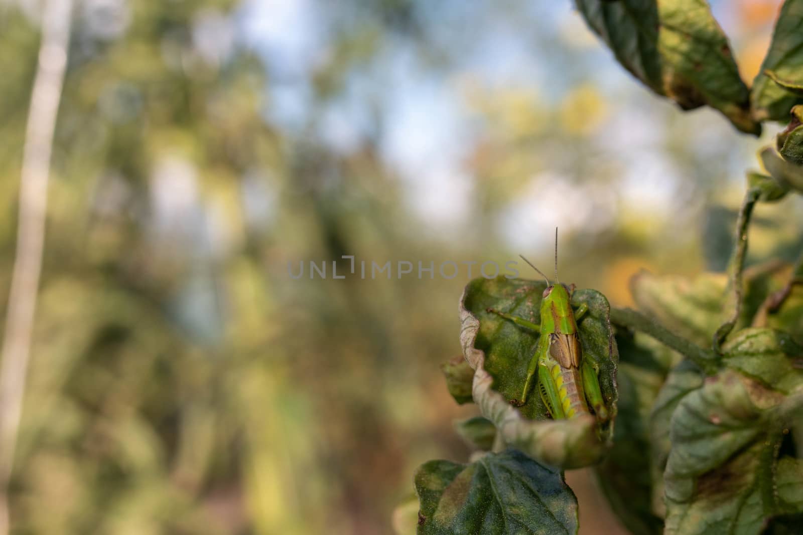 Detailed close up of green grasshopper on a  tomatoe leaf in an organic vegetable greenhouse.