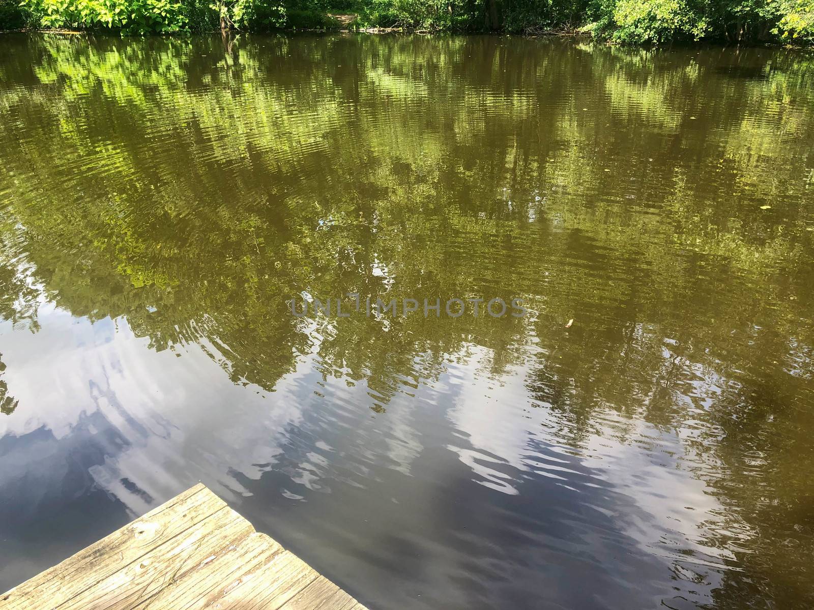 Trees, sky and clouds are reflected in this full frame image of a forest pond. Dock in foreground and woodland surrounding the background.