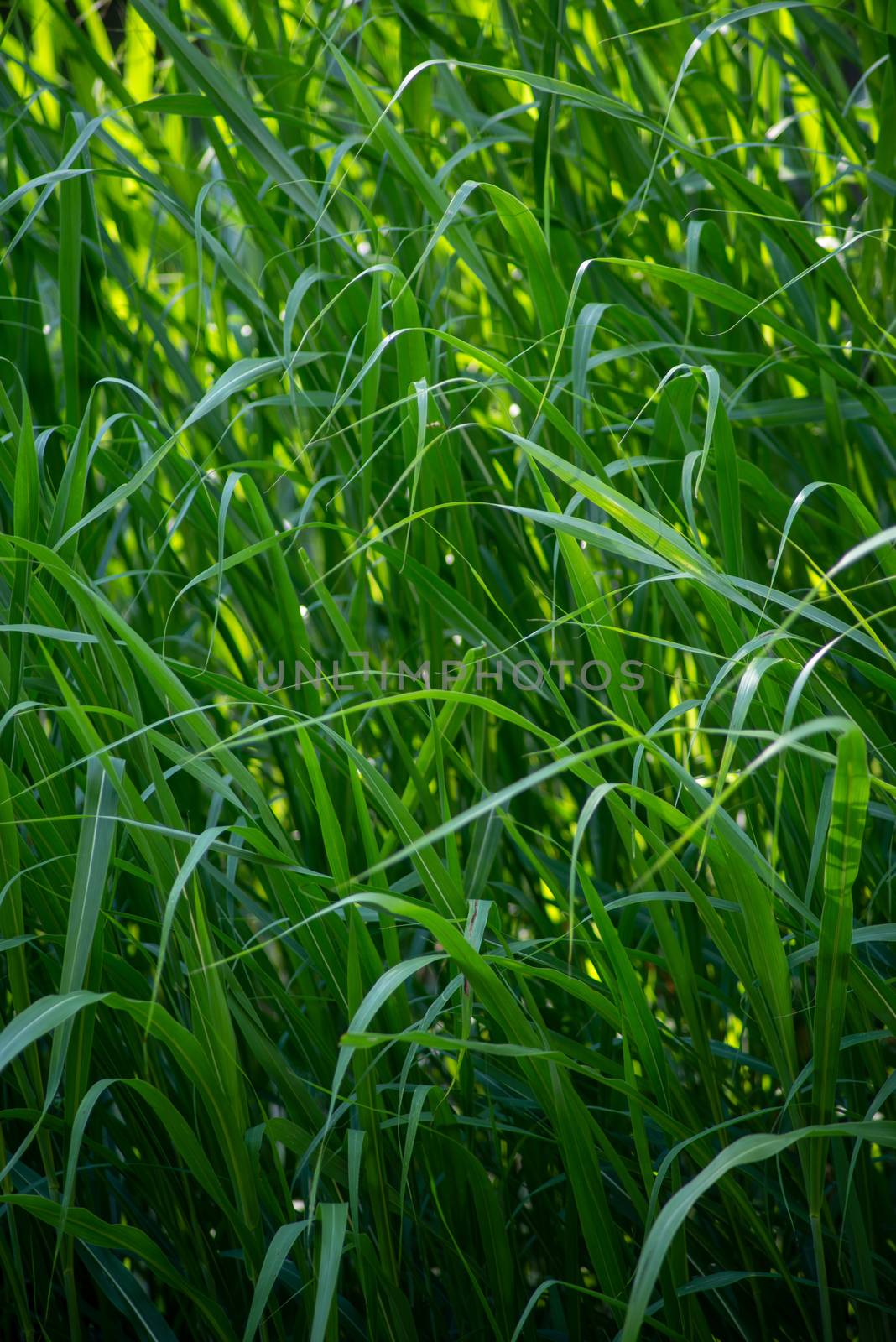 Yellow sunlight filters through tall swooping grass. Peaceful green nature background with copy space.