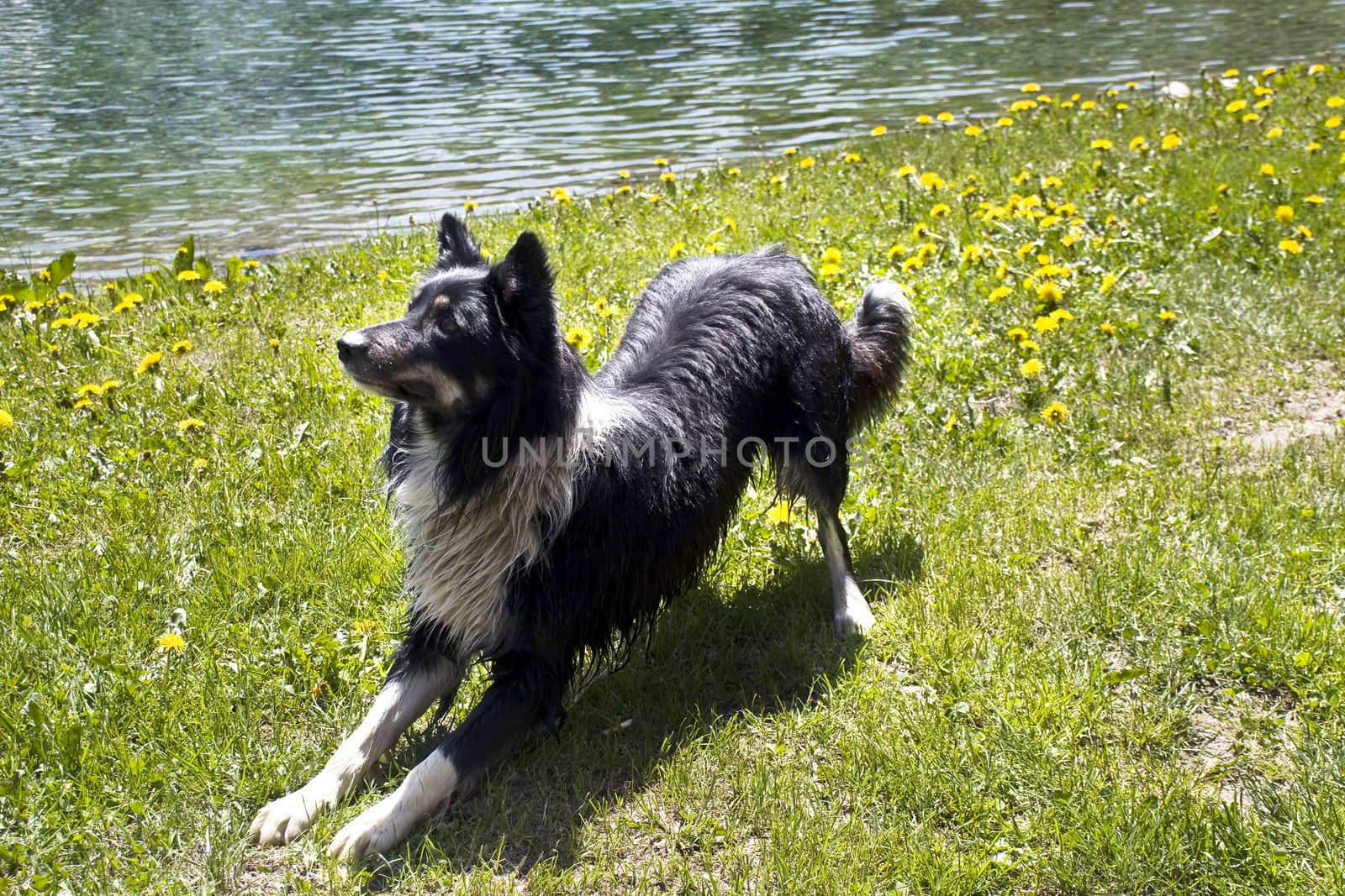 The playful dog by the lake
