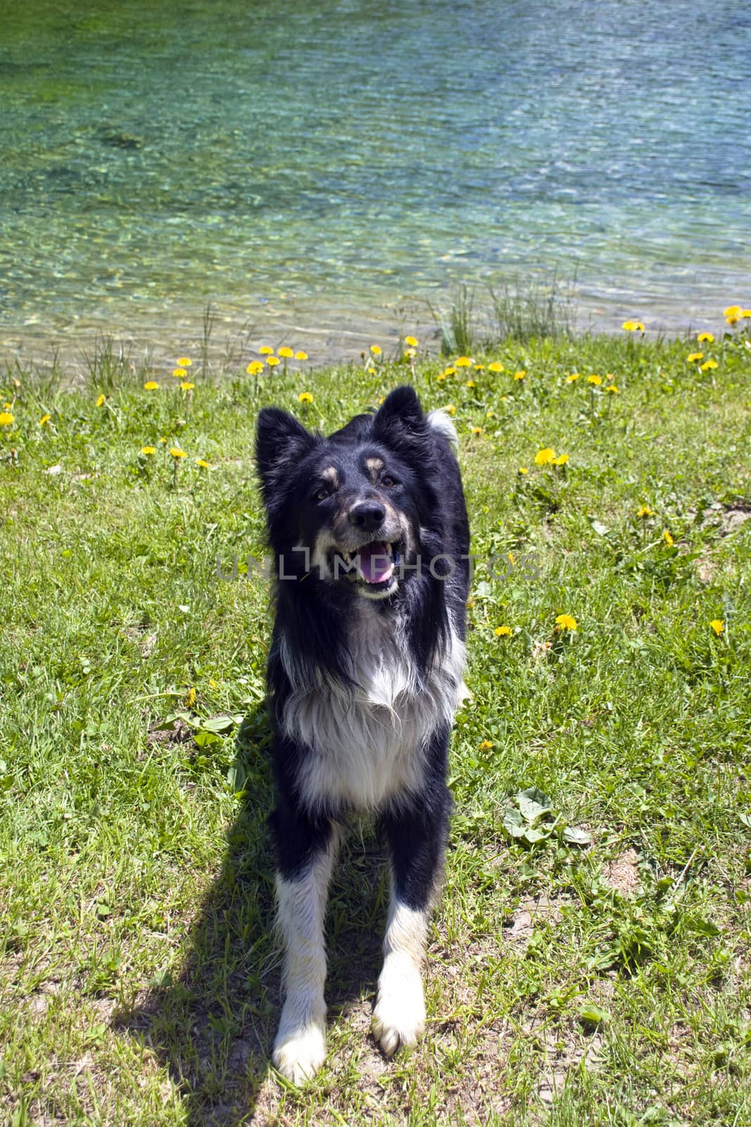 The playful dog by the lake