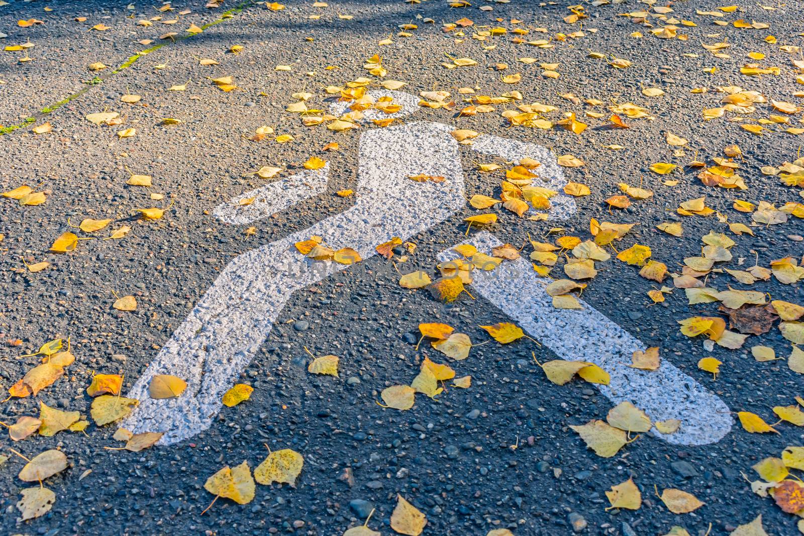 Pedestrian crossing on the road covered with autumn leaves