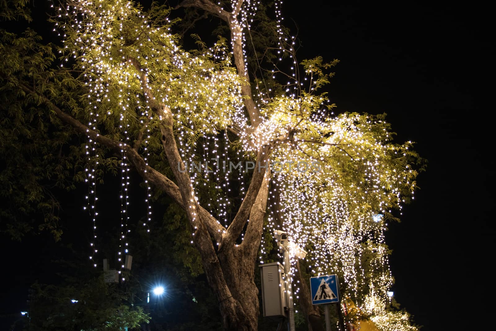 Decorative outdoor string lights hanging on tree in the garden at night time 