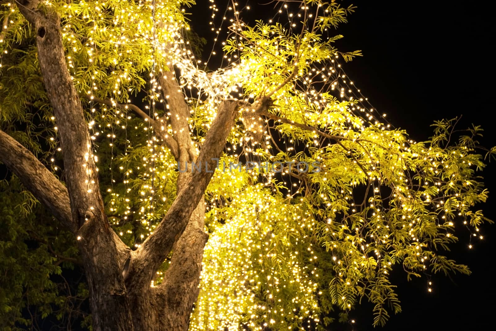 Decorative outdoor string lights hanging on tree in the garden at night time 