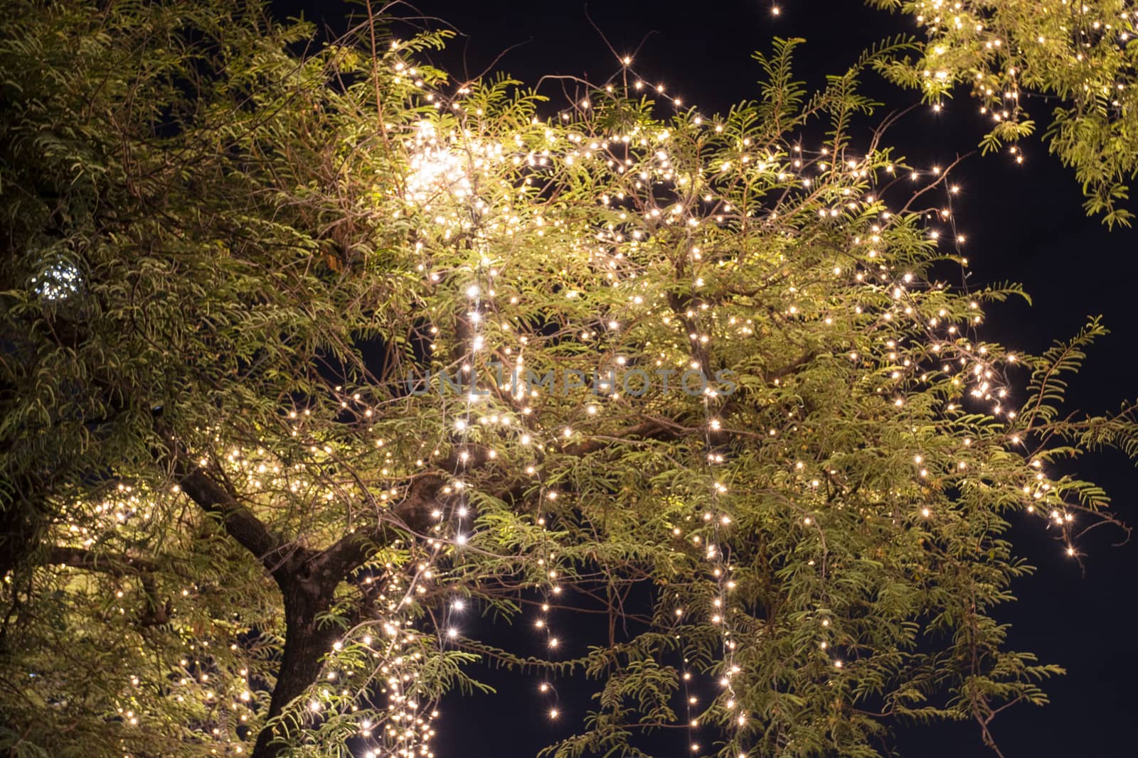 Decorative outdoor string lights hanging on tree in the garden at night time 