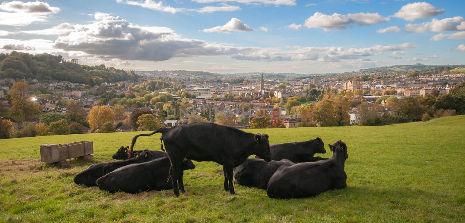 cows sat on the skyline in the city of bath