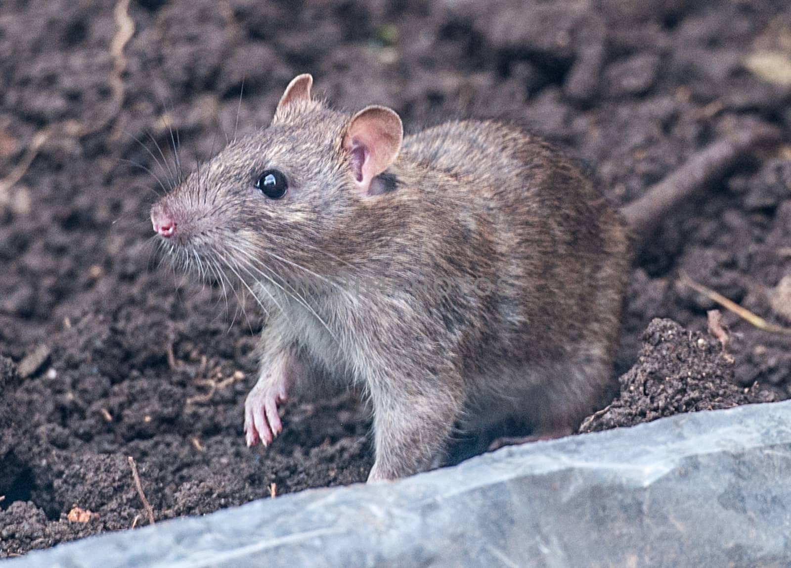 a brown rat in the garden by sirspread