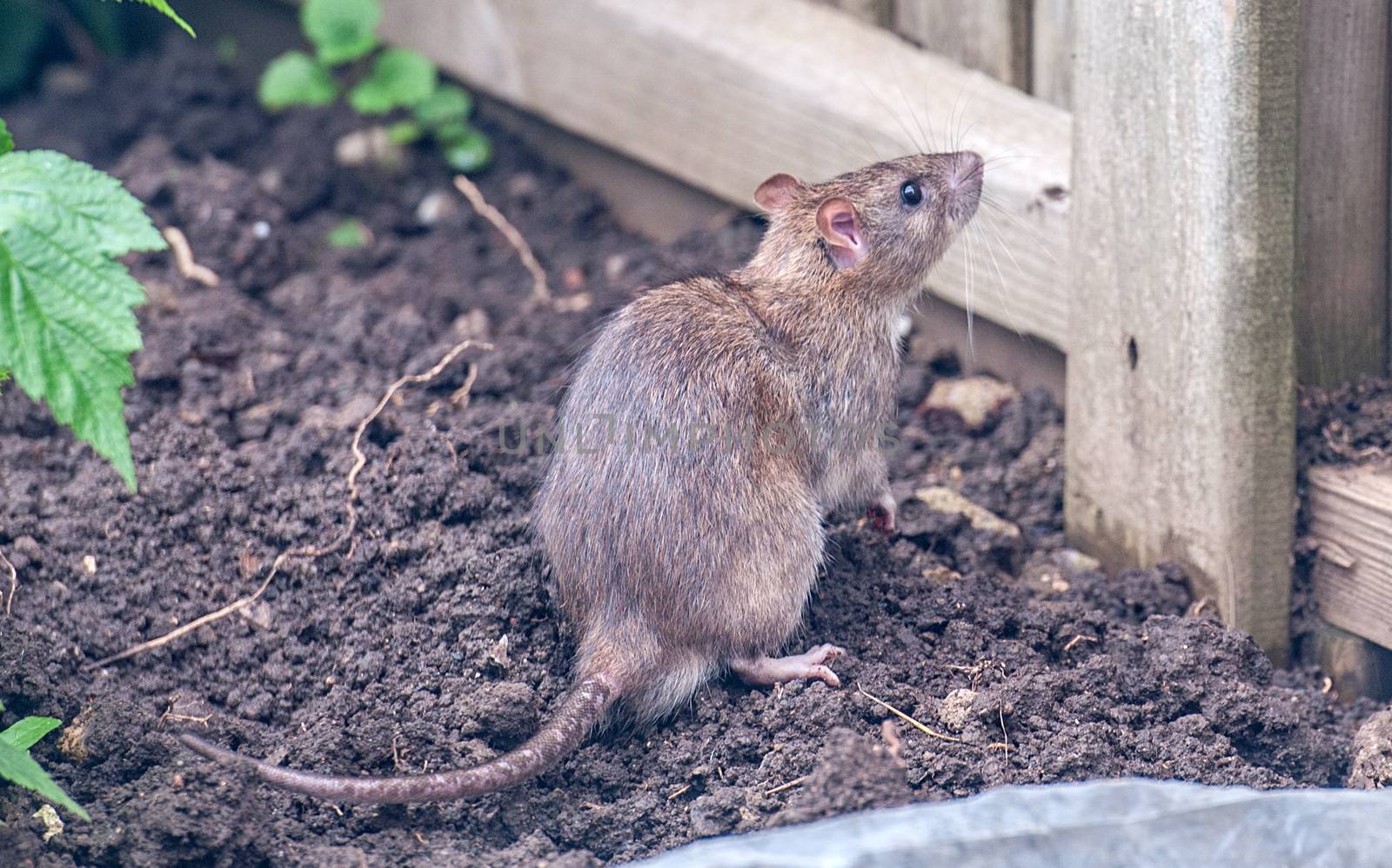 a brown rat by a fence by sirspread