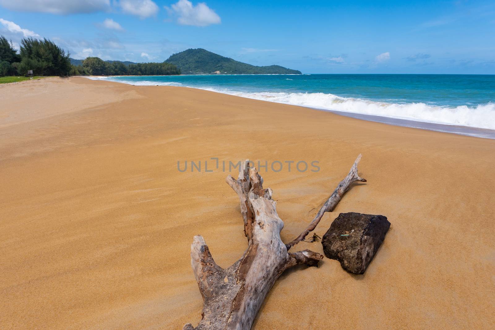 Dead tree at Mai Khao Beach, Phuket island, Thailand.