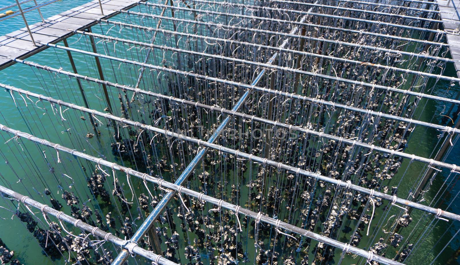 Oyster farming in oyster farm for export.