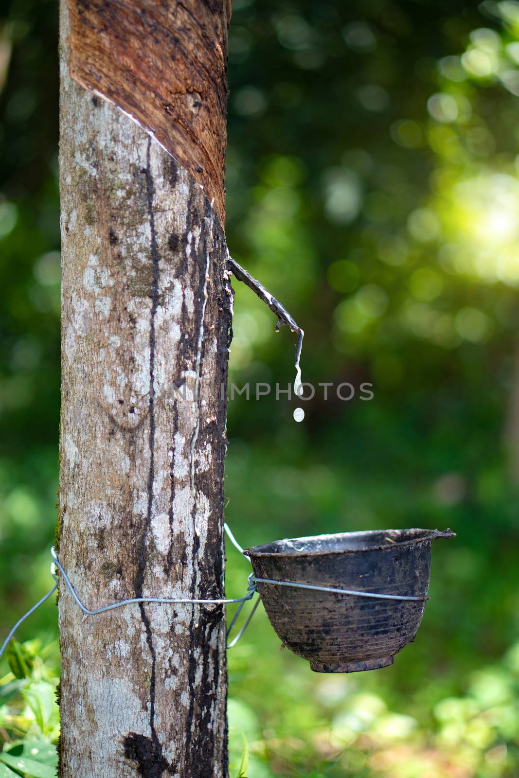 Rubber trees that have been tapped to remove the rubber in the rubber plantation.