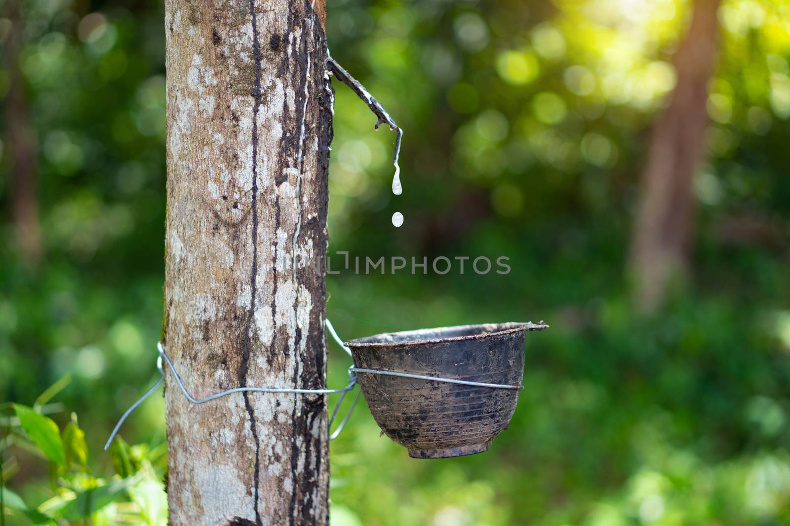 Rubber trees that have been tapped to remove the rubber in the rubber plantation.