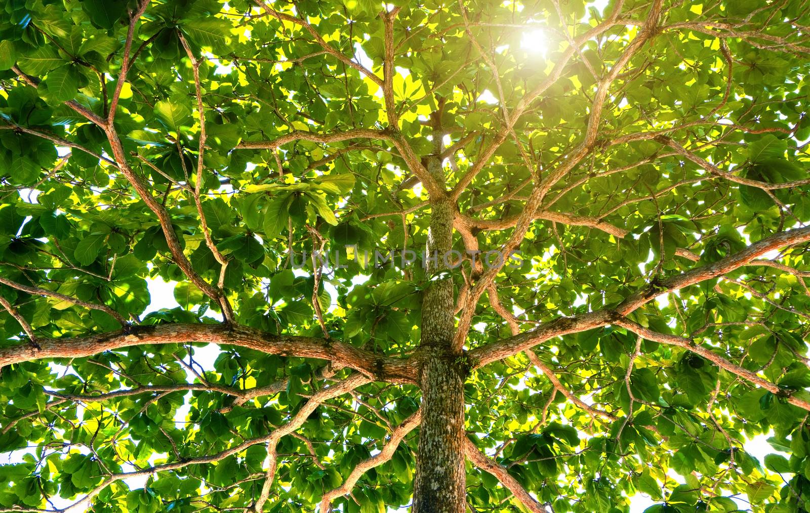 Low angle view of green trees and sun light.