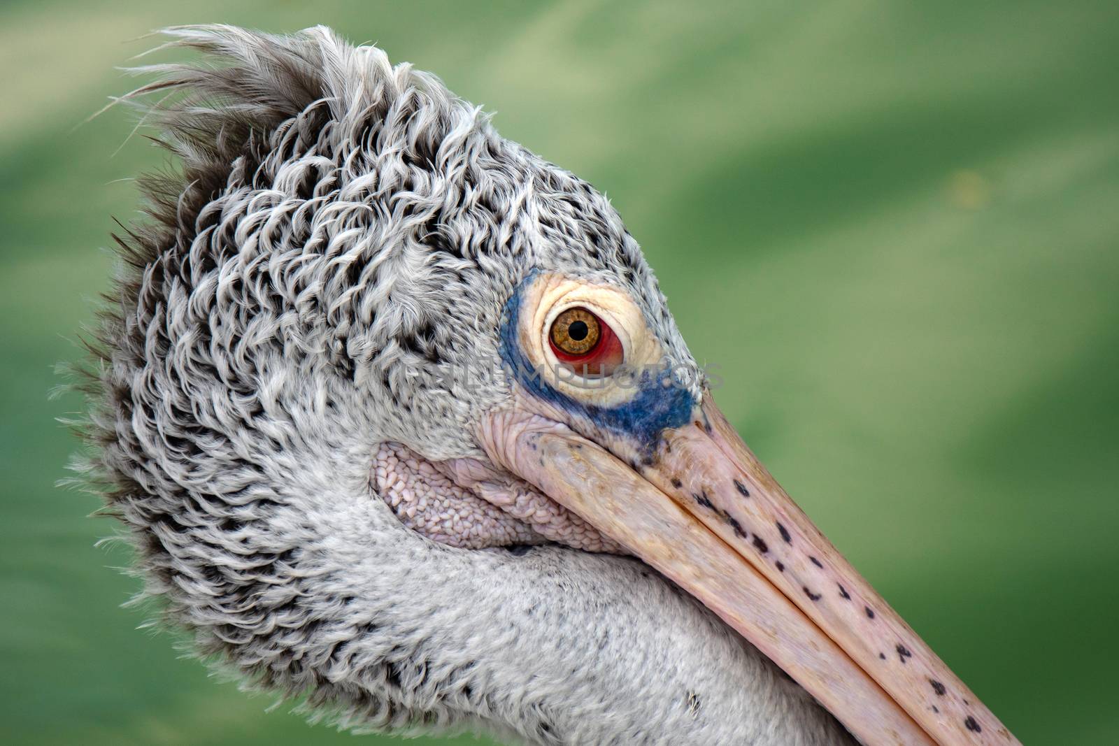 Close up shot of pelican bird head. 