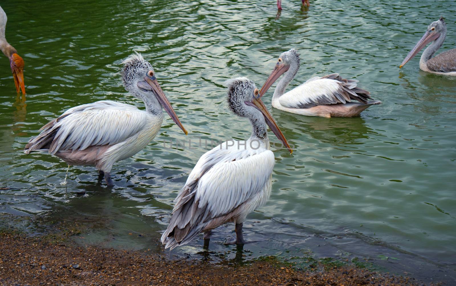 Masses of Pelican bird At The Zoo by pkproject