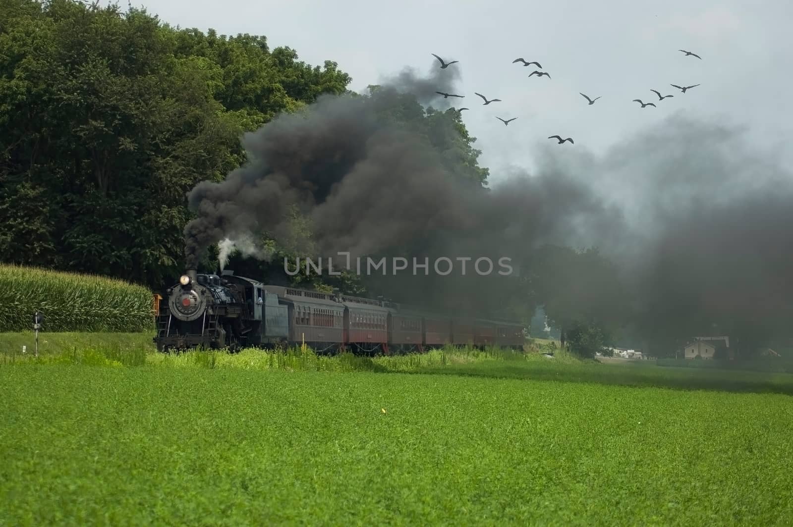 Antique Steam Passenger Train Puffing Lots of Black Smoke along Amish Countryside with Green Fields
